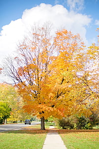 faller, hösten, träd, gul, Leaf, naturen, parkera - mannen gjort utrymme