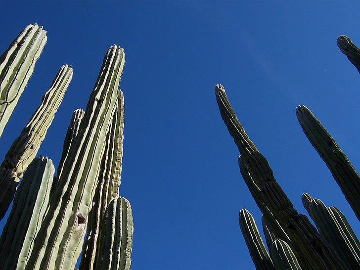 kaktus, puščava, Arizona, krajine, narave, rastlin, nebo