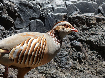 rock chicken, bird, chicken, alectoris barbara, species, pheasant-like, phasianidae