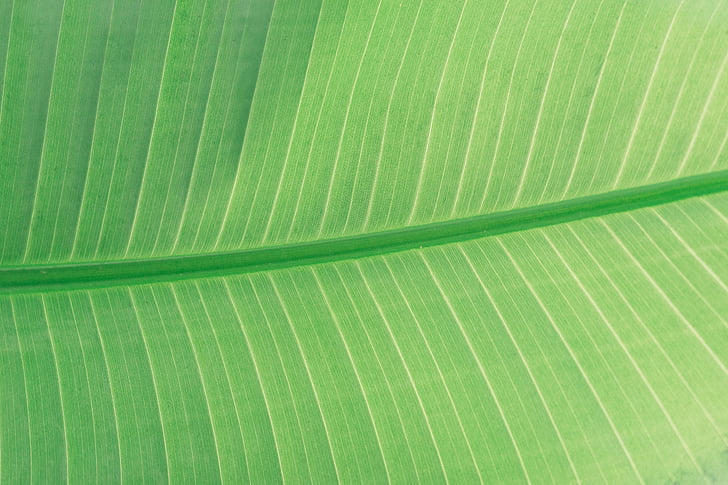 leaves, green, plant, garden, green color, leaf, palm leaf