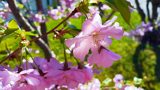 Blossom, Bloom, tavaszi, természet, teljes virágzás, rózsaszín, korai gikszer