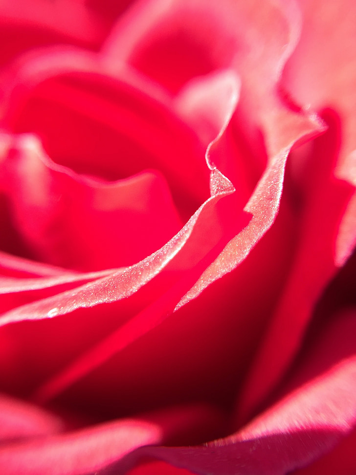 Rosa, rdeča, čudovito, rdečo vrtnico, cvet, vrtnice, rdeče vrtnice