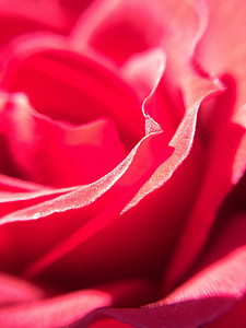 Rosa, rood, mooie, rode roos, bloem, rozen, rode rozen