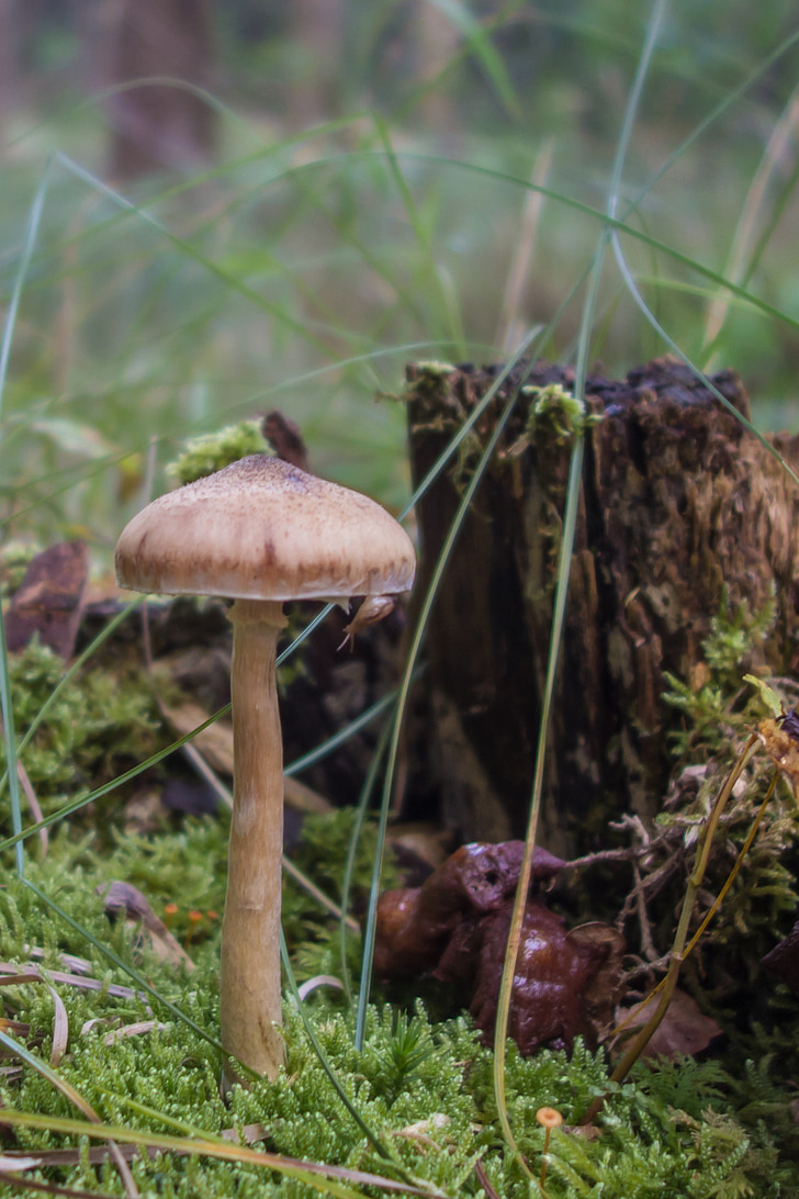 gljive, šešir, jesen, šuma, priroda, mahovina, šumskog tla