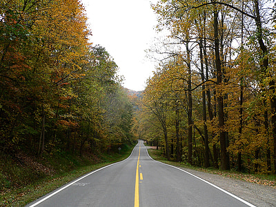cesti, jesen lišće, ruralni, krajolik, slikovit, zelenilo, šarene