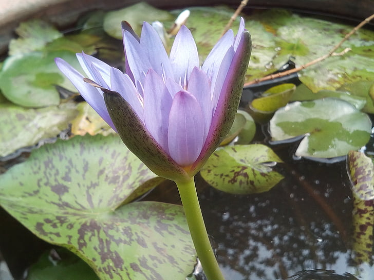 el Lotus leaf, Lotus, plantes d'aigua, flors, Llac de Lotus, lotus porpra, Conca de Lotus