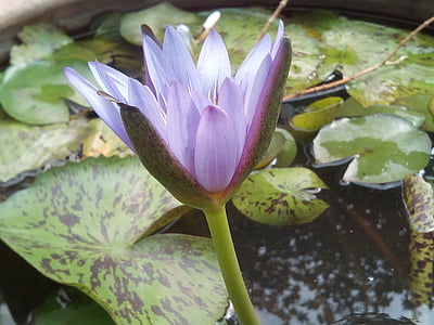 lotus leaf, lotus, water plants, flowers, lotus lake, purple lotus, lotus basin