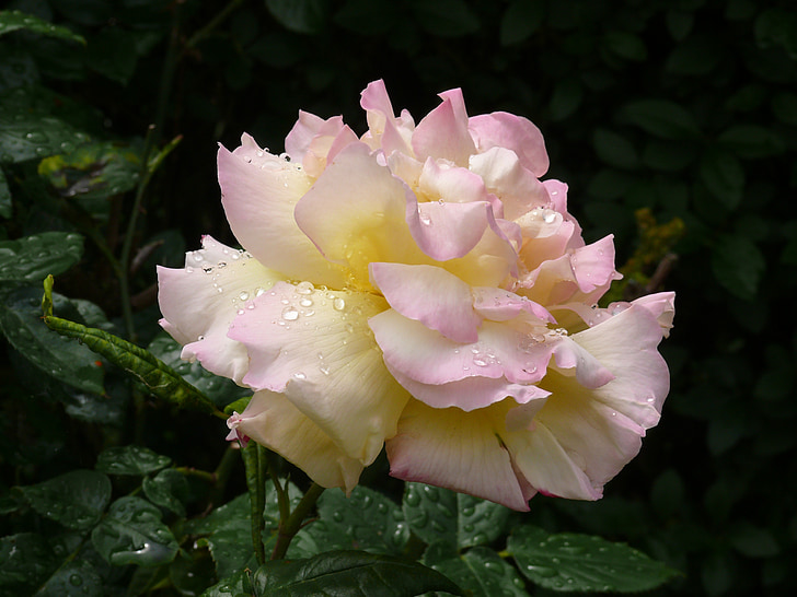 steg, blomst, Pink rose, natur