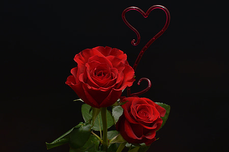 roses, heart, love, flowers, romance, valentine's day, red