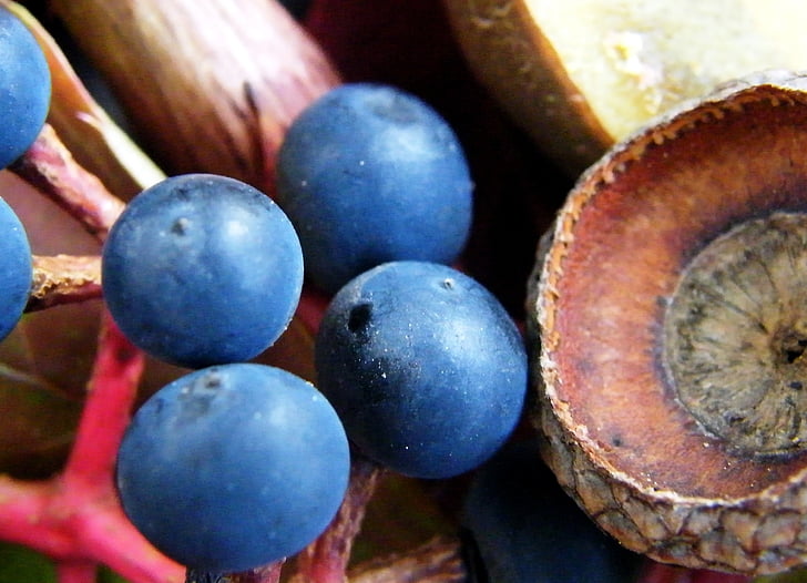 macro, bleu, petits fruits, automne, décoration