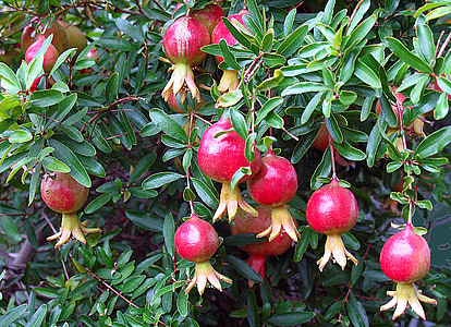 houseplants, decorative, pomegranate, tree, fruit