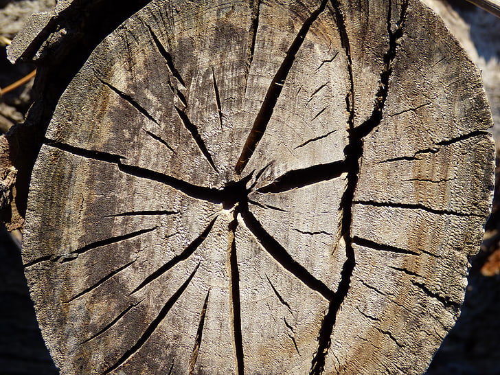 tronco, madera, grietas, corte de tronco, Lena, madera - material, árbol