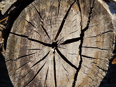 tronc, fusta, esquerdes, Tall de tronc, Lena, fusta - material, arbre