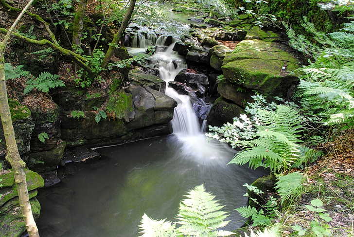 rivier, Healey-dell, natuur, water, Stream, loof