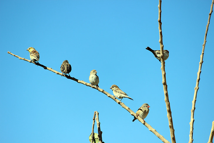 birds, branch, sky, morning