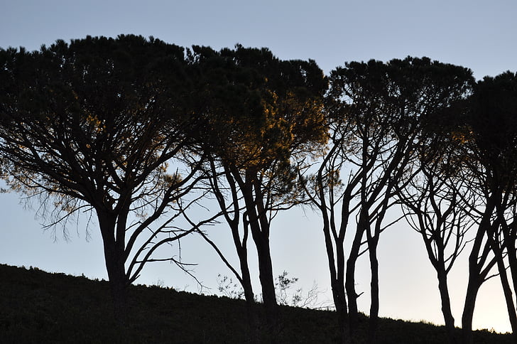south africa, trees, avenue
