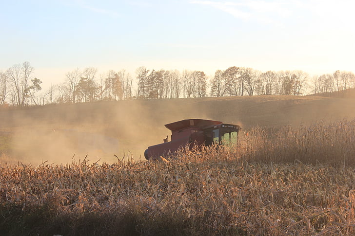 blat de moro, tardor, Selector de blat de moro, tardor, l'agricultura, natura, escena rural