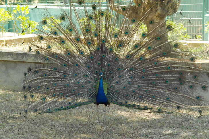 animal, pavo real, hermosa, pájaro, pluma, azul, vanidad