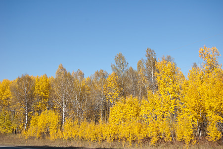 arbres jaunes, feuilles d’automne jaune, clair de jour, ciel bleu, Forest