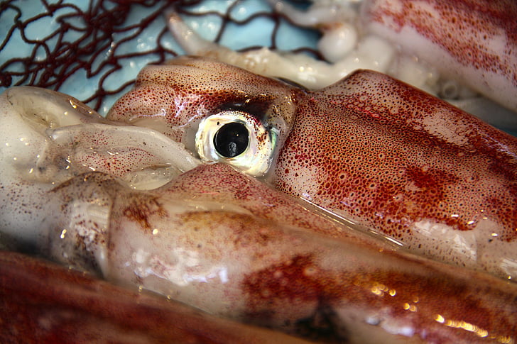 squid, kalmar, fish market, seafood, food, freshness, sea