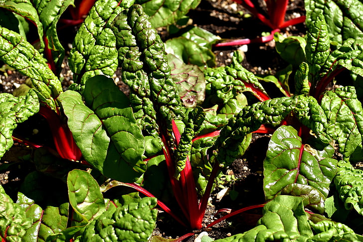 punane Šveitsi chard, chenopodiaceae, vulgaris feurio, taim, loodus, taimne, värskuse