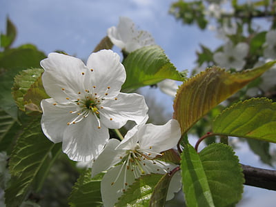 kirsebærtre blomstrer, Lukk, våren, blomster, kirsebær, treet, hvit