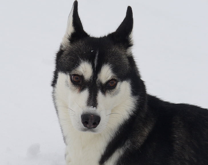 cão, Husky, neve, retrato, cão de trenó, animais de estimação, husky siberiano
