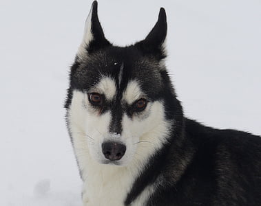 con chó, Husky, tuyết, chân dung, Sled dog, vật nuôi, Siberian husky