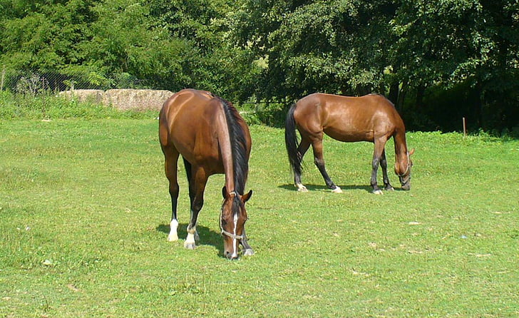 horses, mares, meadow, pasture