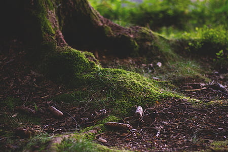forest, forest floor, moss, nature, green, root, tribe