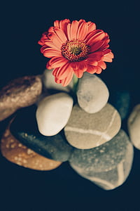 Gerbera, Blossom, Bloom, kronblad, stenar, småsten, dekoration