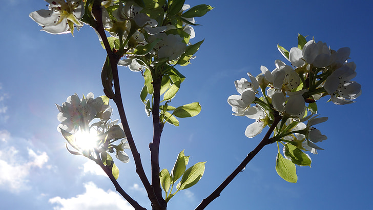 pear tree, peer, blossom, tree, sun, nature