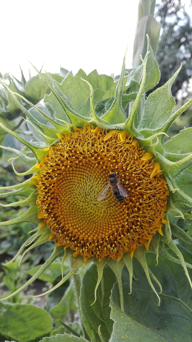 bee, sunflower, nature