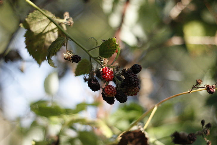 Berry, frambuesa, alimentos, naturaleza, jardín, saludable, verde