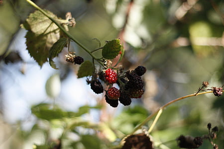 Berry, hallon, mat, naturen, trädgård, friska, grön