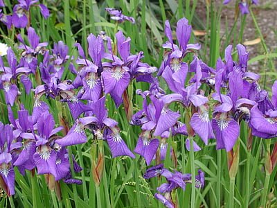 liljat, kukat, kevään, Luonto, violetti, kasvi, Lily