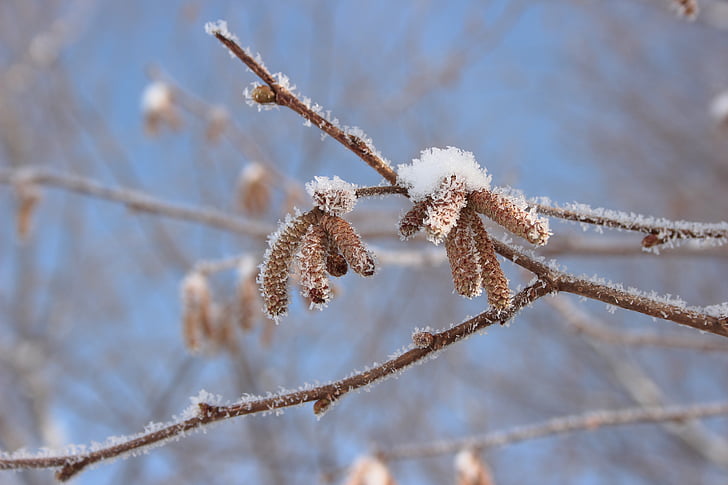 fruehlingsahnen, snow, bush, hazel blossoms, cold, wintry, branches