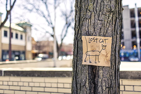 Chat perdu, arbre, signe, amusement, art, éducation, blague
