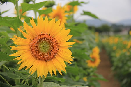 sunflower, farm, summer