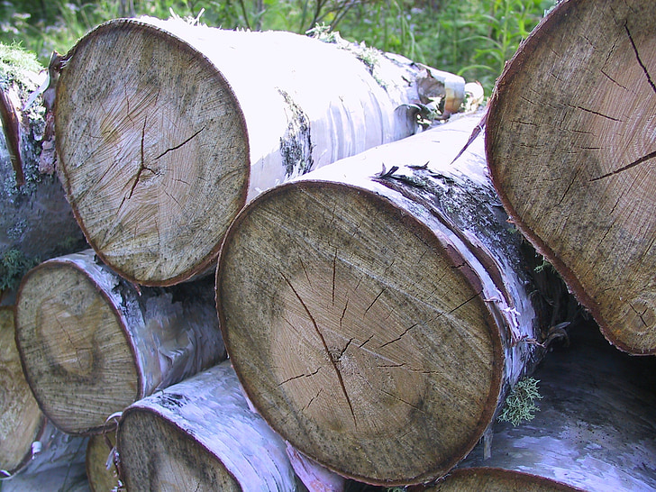 бреза, логове, дървен стълб, дървен материал, гора, природата, дърво