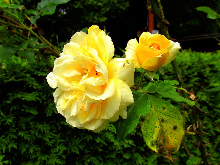 розы, желтый, Сад, цветок, Роза Блум, аромат, Лето