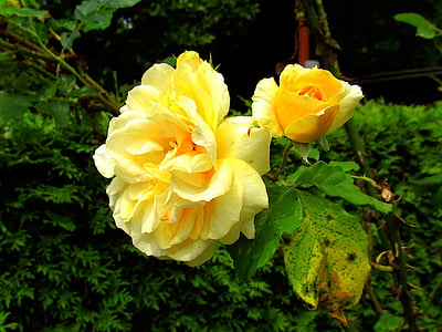 玫瑰, 黄色, 花园, 花, 玫瑰绽放, 香味, 夏季