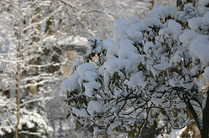 snow, tree, vegetation, sun, beauty, landscape