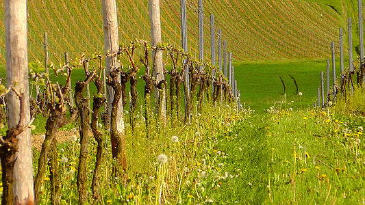 vines, vineyard, grapevine, winegrowing, rebstock, wine, engine