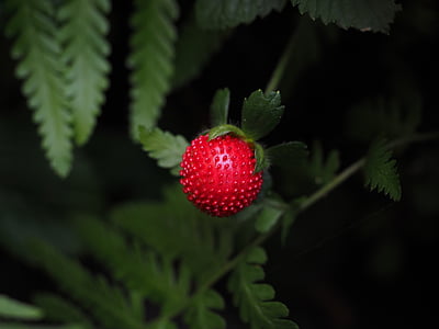 stroberi, merah, lezat, kecil, buah, infructescence, tanaman hias