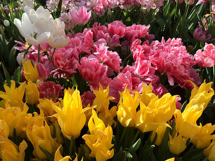 printemps, tulipes, fleur, tulipe double, fleurs de printemps, Tulip, nature