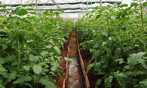 tomatplantor, drivhus, växthusgaser, att tvinga hus, vinterträdgård, klimatkontroll, växande