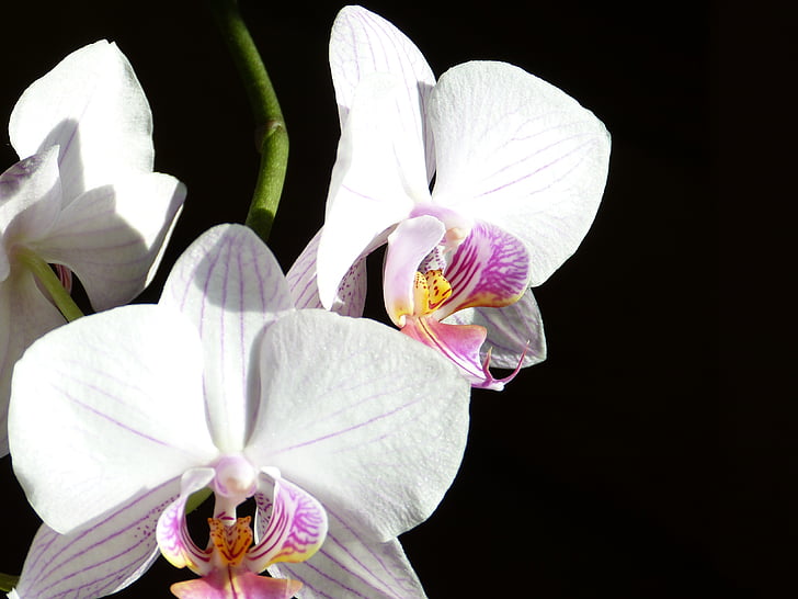 Orchid, Valkolehdokin, Phalaenopsis, vaaleanpunainen, kukka, Tropical