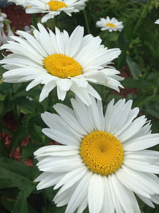 Daisy, blomma, vit, naturen