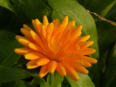flor, flor, flor, amarelo, laranja, natureza, planta